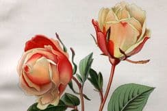 5th October 2025. Step Botanical Prints