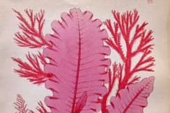 6th April 2022. Gray Seaweed Prints