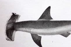 6th August 2023. Francis Day Fish Prints