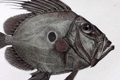 6th August 2023. Francis Day Hand Col Fish Prints