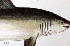 6th August 2023. Gordon Fish Prints