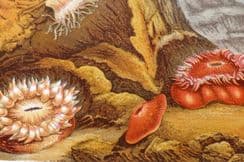 6th August 2023. Kingsley Anemones & Sea Life