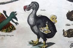 6th December 2022. Shaw & Goldsmith Natural History