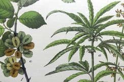 6th December 2022. Willkomm Folio Botanical Prints