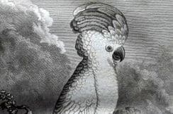 6th February 2025. Buffon 1st Edition Birds. Parrots etc