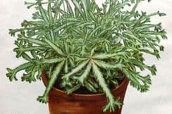 6th February 2025. Nicholson Botanicals & Ferns