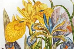 6th January 2024. Anne Pratt Botanical Prints