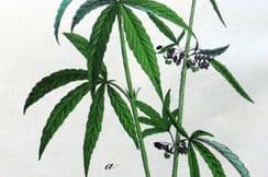 6th January 2024. Charlotte Yonge Folio Botanical Prints