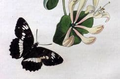 6th June 2024. Curtis British Entomology Insect Botanicals