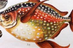 6th June 2024. Gordon Fish, Butterflies & Moths