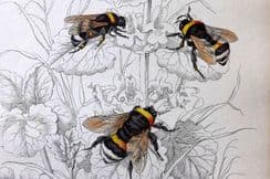 6th June 2024. Jardine Bee Prints