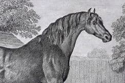 6th June 2024. Lawrence Horse Prints