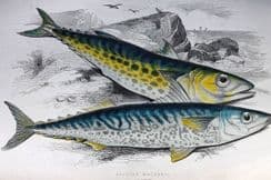 6th March 2023. Couch Fish Prints