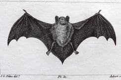 6th May 2022. Buffon & Cuvier Natural History