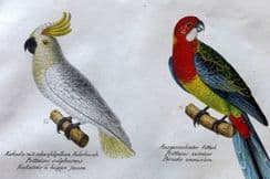6th October 2025. Schinz & Brodtmann Bird Prints
