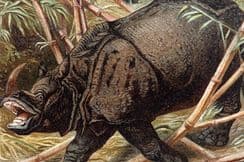 6th September 2022. Brehm & Pechuel-Losche Natural History