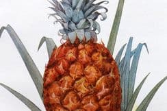 6th September 2025. Artemas Ward Fruit, Botanical & Food