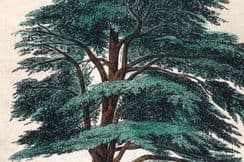 7th April 2024. Morris Botanical Prints