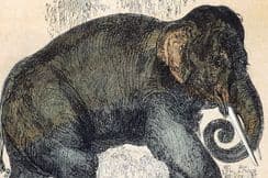 7th April 2024. Morris Natural History & Birds