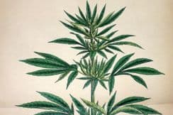 7th December 2025. Sowerby Botanical Prints