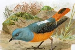 7th February 2022. Sharpe & Keulemans Bird Prints