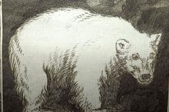 7th February 2024. Buffon Natural History Prints