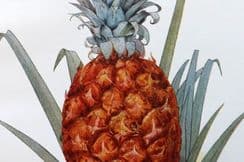 7th July 2022. Artemas Ward Food & Botanical Prints