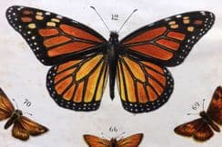 7th July 2022. Gordon Butterfly & Moth Prints