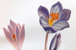 7th July 2022. Wooster Alpine Plants