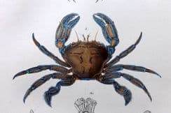 7th June 2022. Adam White Crustacea