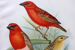 7th June 2023. Butler & Frohawk Finches