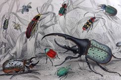 7th June 2023. Goldsmith Natural History & Birds