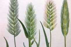 7th June 2023. Gordon Grasses