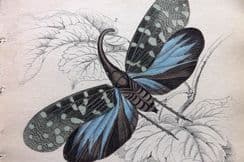 7th June 2023. Jardine Insects Prints
