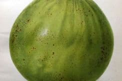 7th June 2024. Hall Fruit Prints