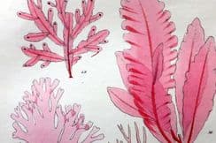 7th June 2024. Landsborough Seaweed Prints