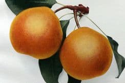 7th September 2024. Hedrick Fruit Prints (Peaches & Pears)