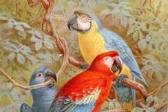 7th September 2024. Lydekker Birds & Natural History