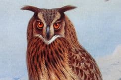 8th August 2023. Thorburn Bird Prints