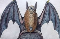 8th December 2022. Goldsmith Natural History & Birds