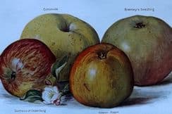 8th December 2022. Wright Fruit Prints