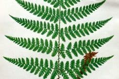 8th February 2026. Lowe Fern Prints