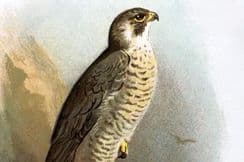 8th February 2026. Swaysland & Thorburn Bird Prints