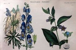8th June 2024. Rhind Botanical Prints
