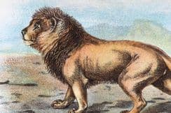 8th June 2026. Lloyds Big Cats