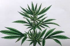 8th June 2026. Sowerby Botanical Prints