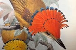 8th November 2023. British Museum Birds