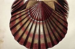 8th November 2023. Captain Brown Folio Shells