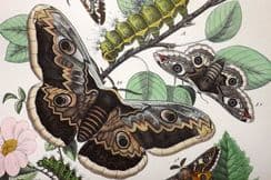 8th November 2023. Kirby Moth Prints