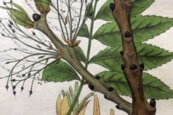 8th November 2025. Baxter Botanical Prints